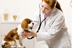 Ветеринария